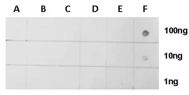 Anti-Histone H2BK5ac (acetyl Lys5) antibody used in Dot blot (Dot). GTX128963